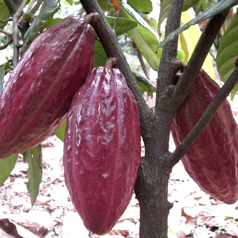 Cocoa