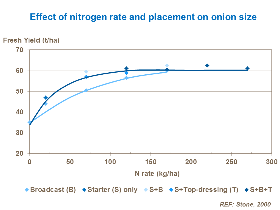 Effect of nitrogen rate on onion size