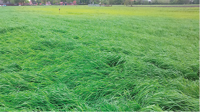 Sulphur deficiency in grassland