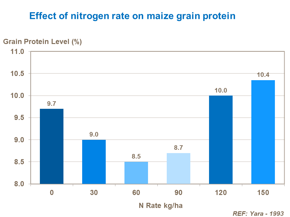 Effect of nitrogen rate on maize grain protein