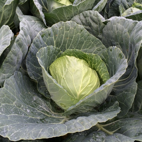 cabbage
